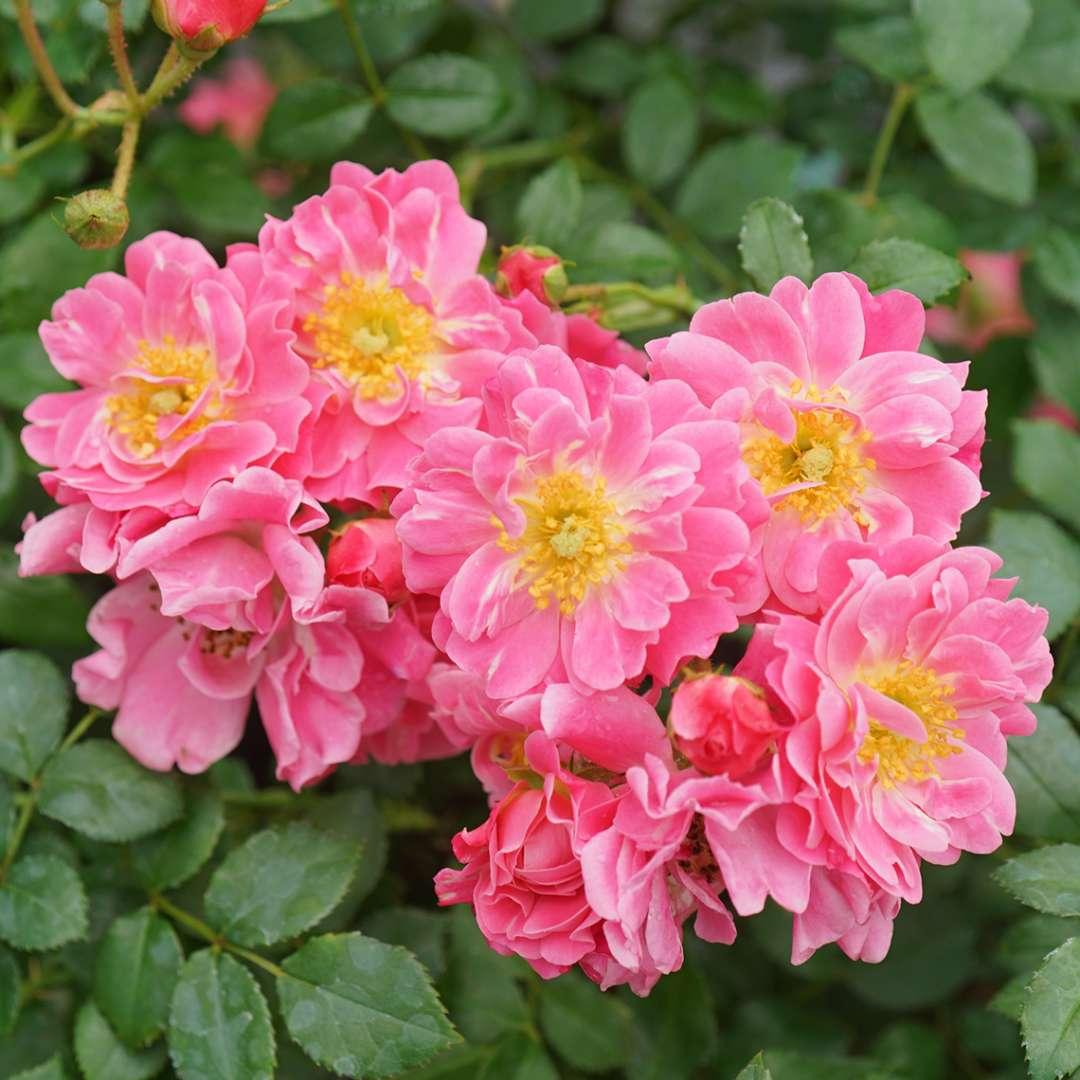 Rosa, Landscape 'oso Easy Double Pink' - View 24 from www redcrocus com