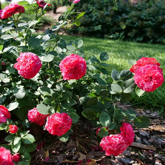 Rosa, Landscape 'oso Easy Double Pink' - View 26 from www redcrocus com