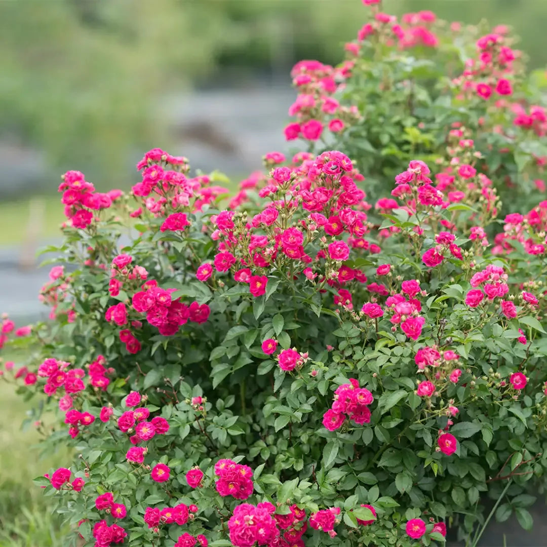 Rosa, Landscape 'oso Easy Double Pink' - View 27 from www redcrocus com