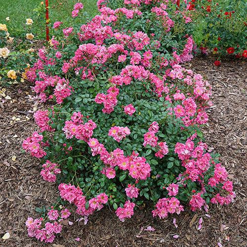 Rosa, Landscape 'oso Easy Double Pink' - View 2 from www redcrocus com