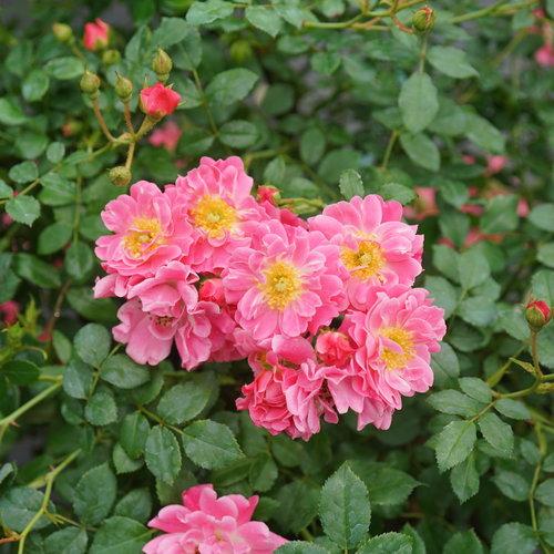 Rosa, Landscape 'oso Easy Double Pink' - View 3 from www redcrocus com