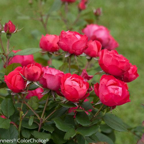 Rosa, Landscape 'oso Easy Double Pink' - View 8 from www redcrocus com