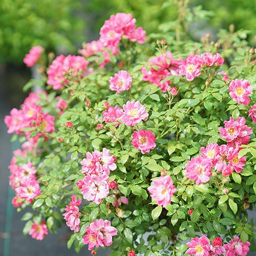 Rosa, Landscape 'oso Easy Double Pink' - View 9 from www redcrocus com