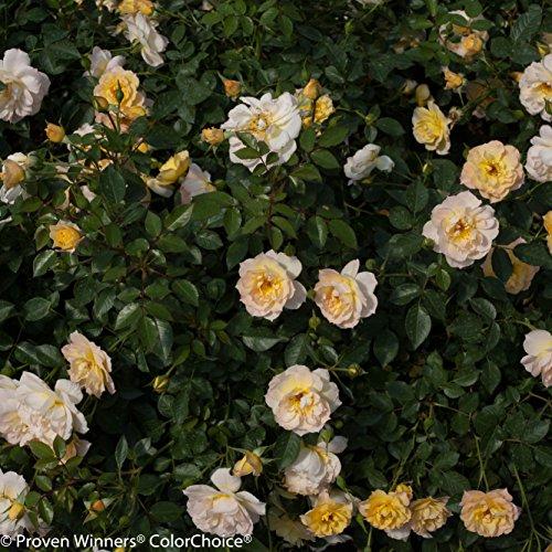 Rosa Landscape Oso Easy Lemon Zest - View 10 from www redcrocus com