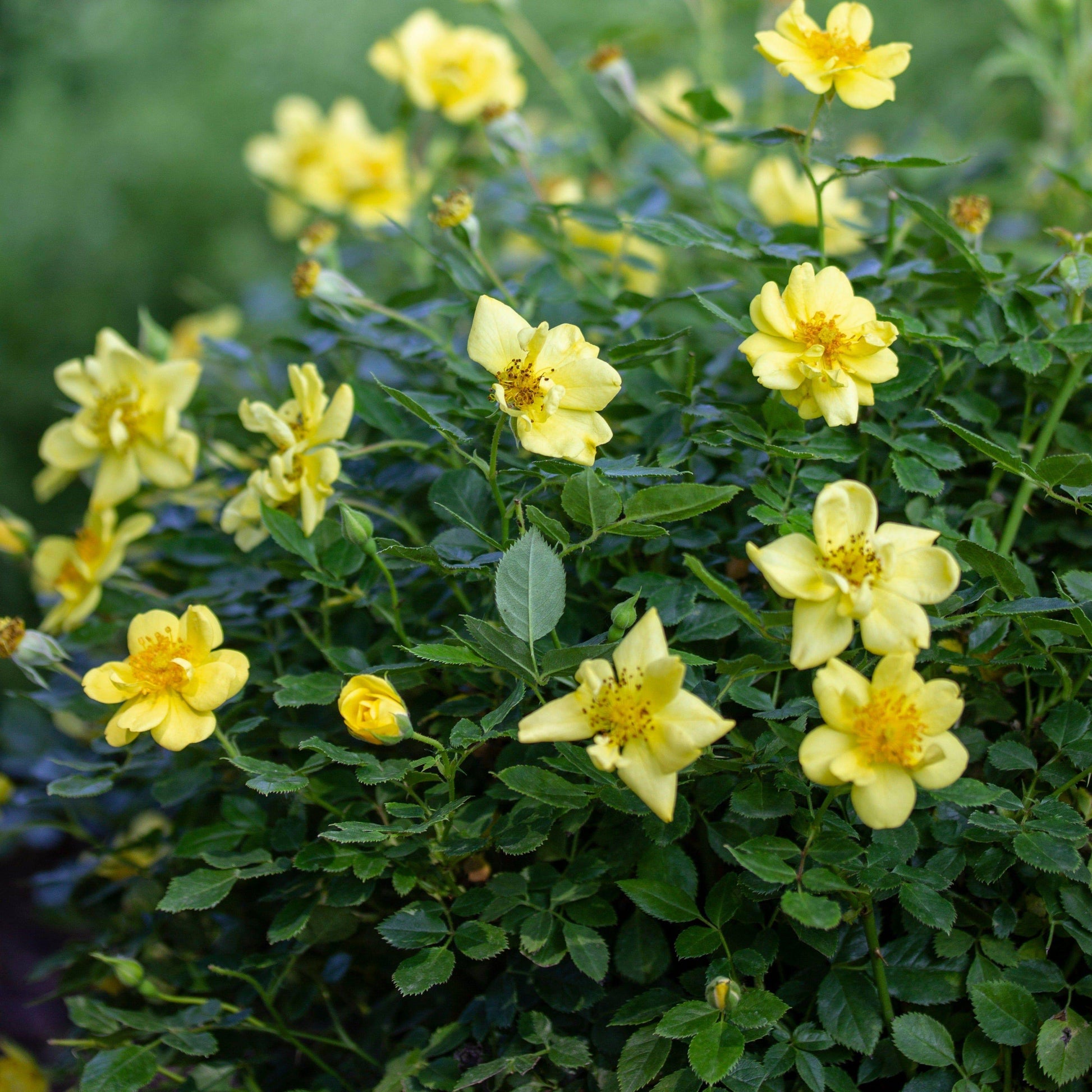 Rosa Landscape Oso Easy Lemon Zest - View 11 from www redcrocus com