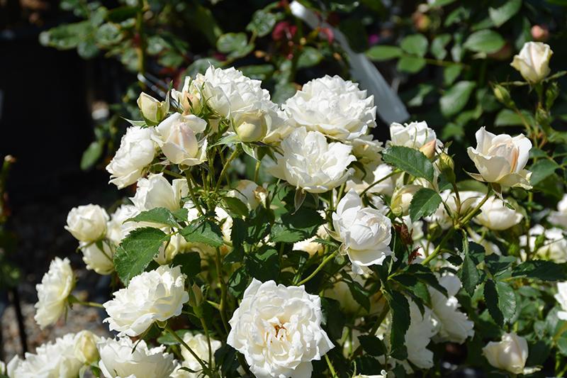Rosa Landscape Icecap - View 11 from www redcrocus com
