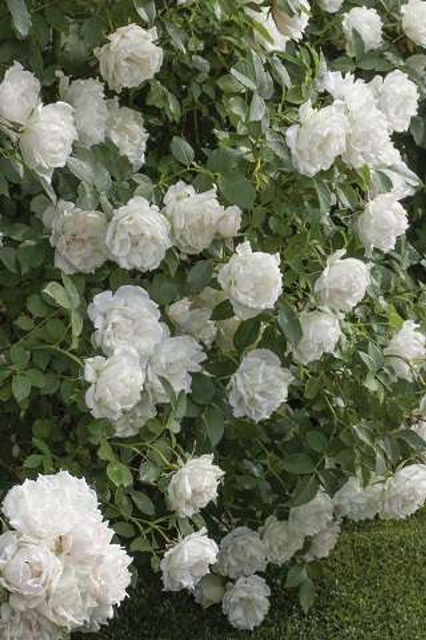 Rosa Landscape Icecap - View 3 from www redcrocus com