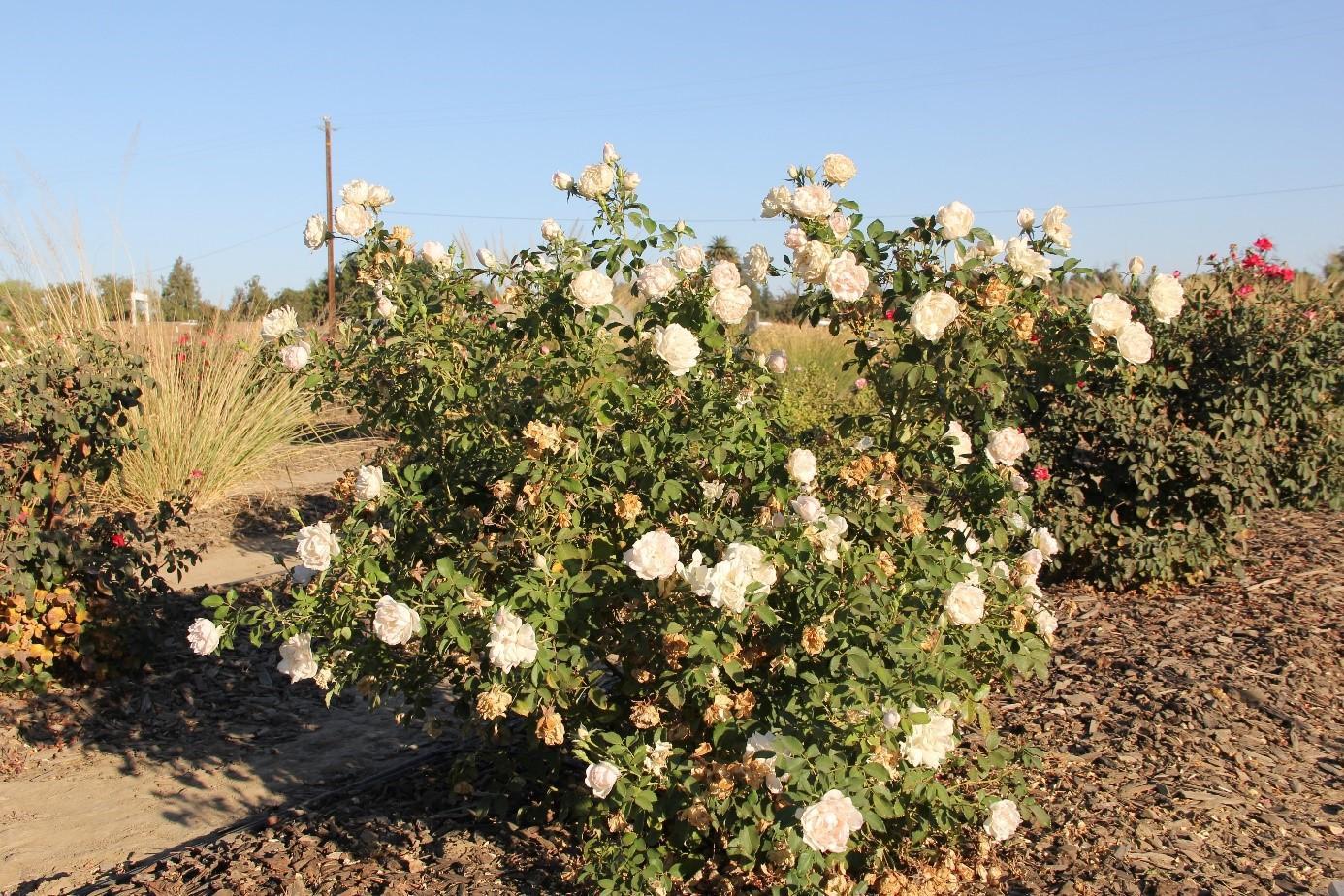 Rosa Landscape Icecap - View 9 from www redcrocus com