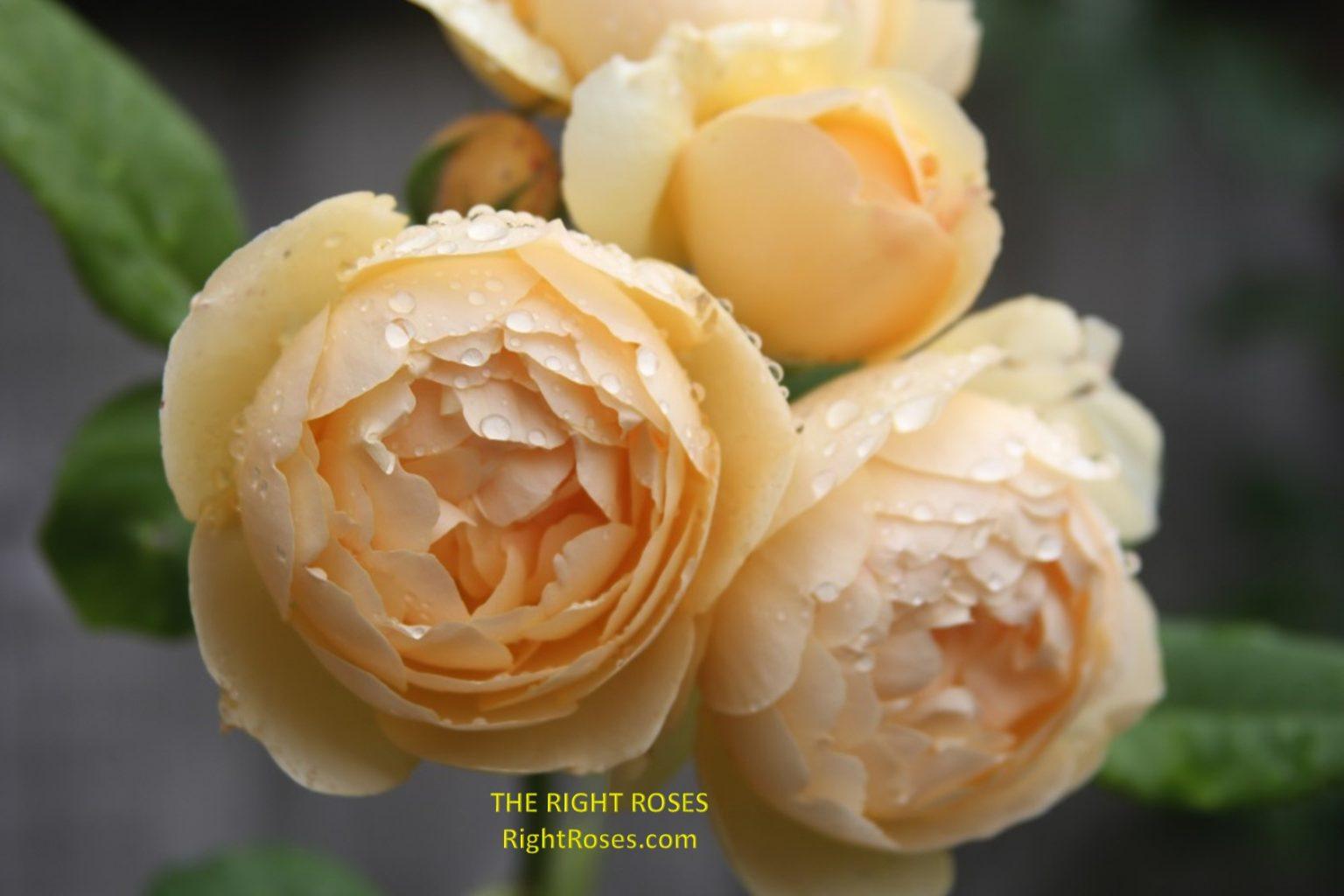 Rosa David Austin Wollerton Old Hall - View 11 from www redcrocus com