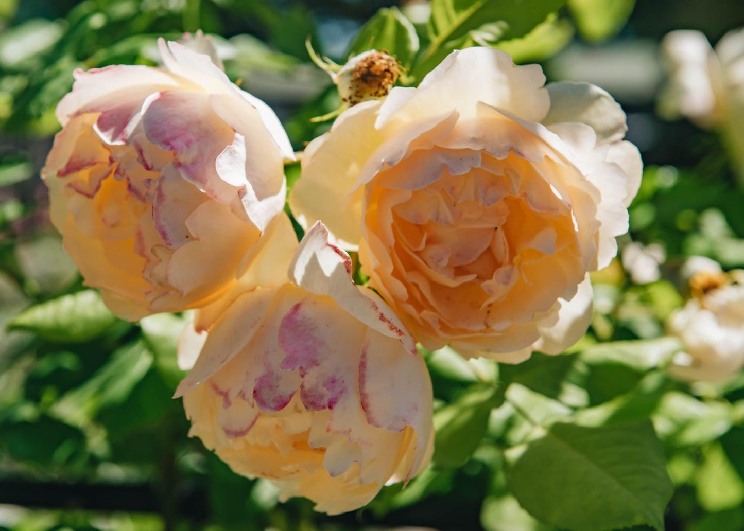 Rosa David Austin Wollerton Old Hall - View 13 from www redcrocus com
