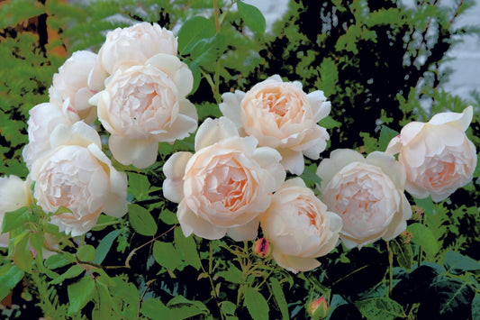 Rosa David Austin Wollerton Old Hall - View 1 from www redcrocus com
