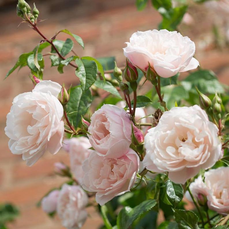 Rosa David Austin The Generous Gardener - View 10 from www redcrocus com