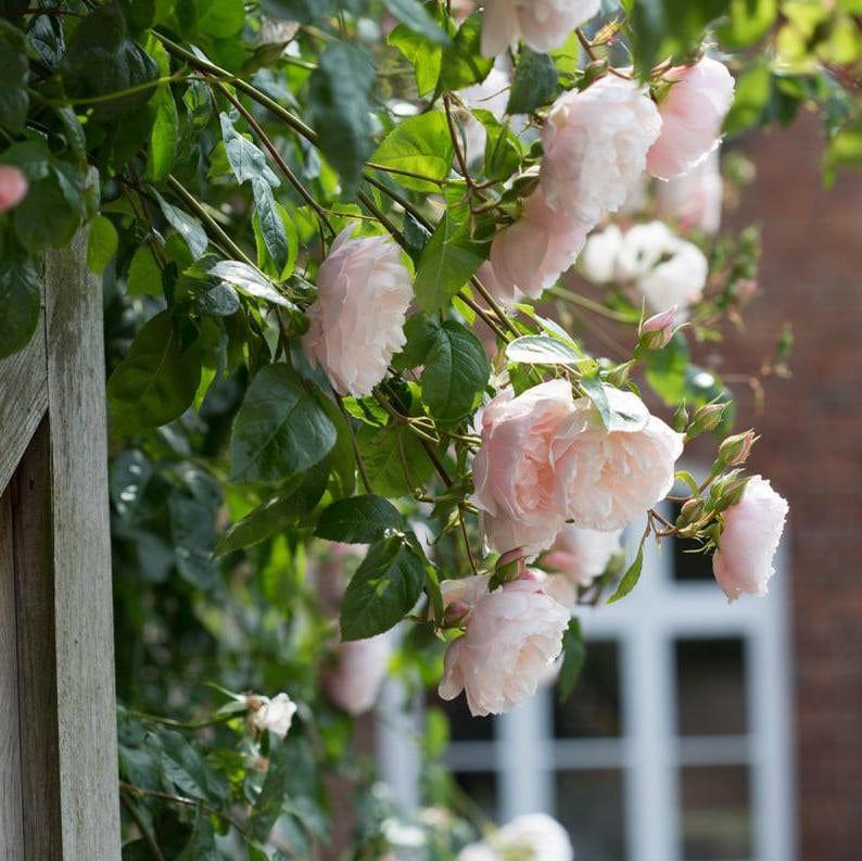 Rosa David Austin The Generous Gardener - View 11 from www redcrocus com