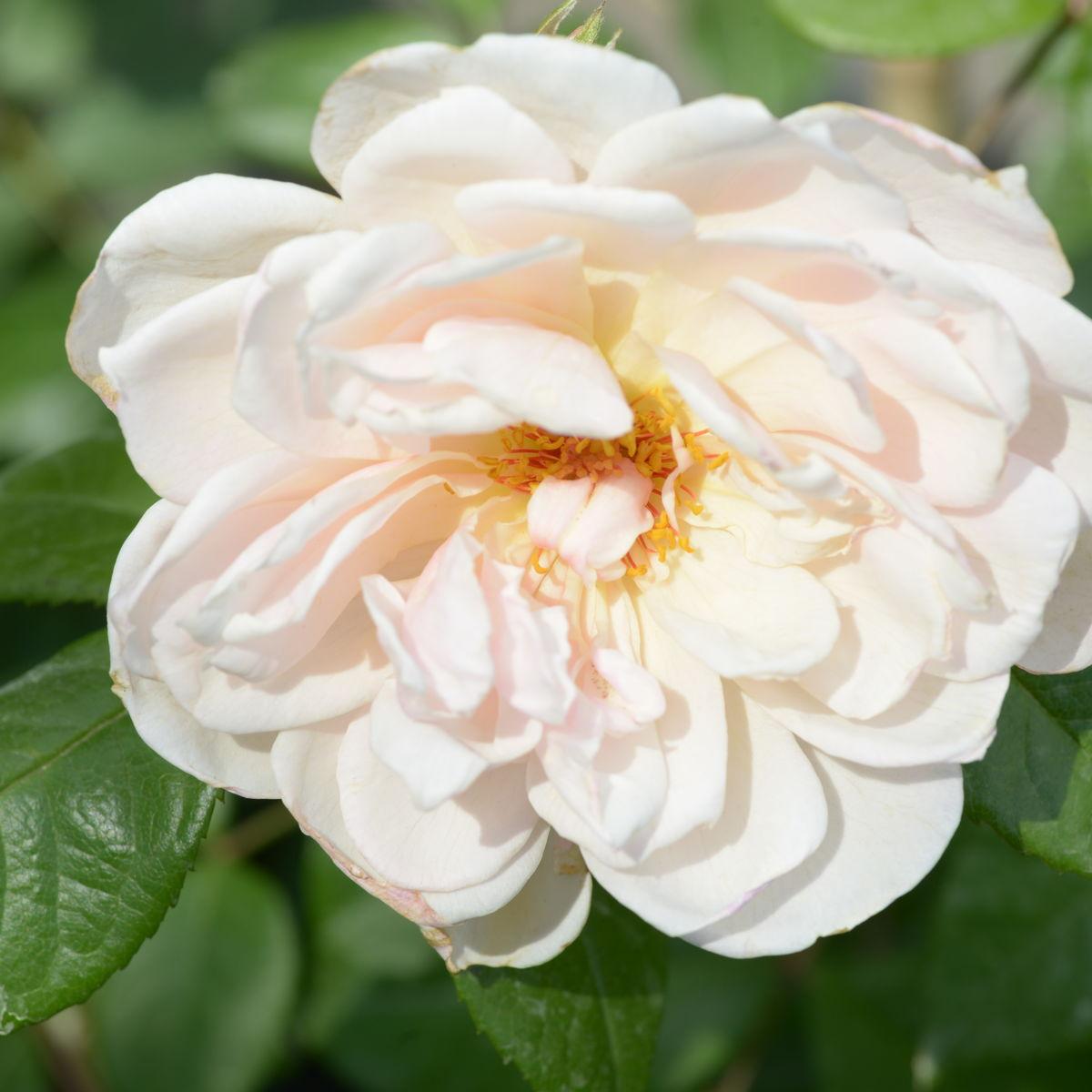 Rosa David Austin The Generous Gardener - View 12 from www redcrocus com