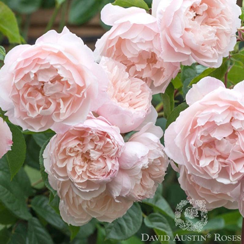 Rosa David Austin The Generous Gardener - View 13 from www redcrocus com