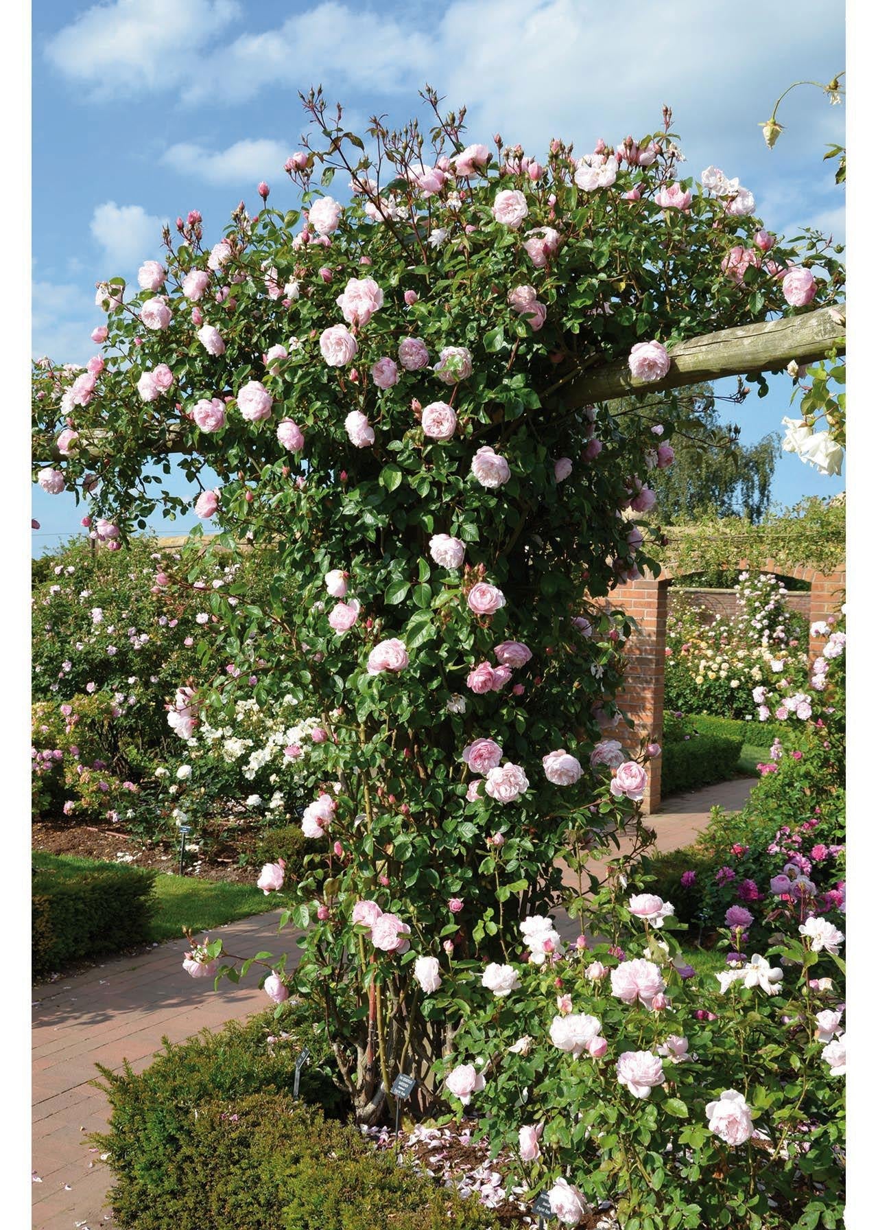 Rosa David Austin The Generous Gardener - View 14 from www redcrocus com
