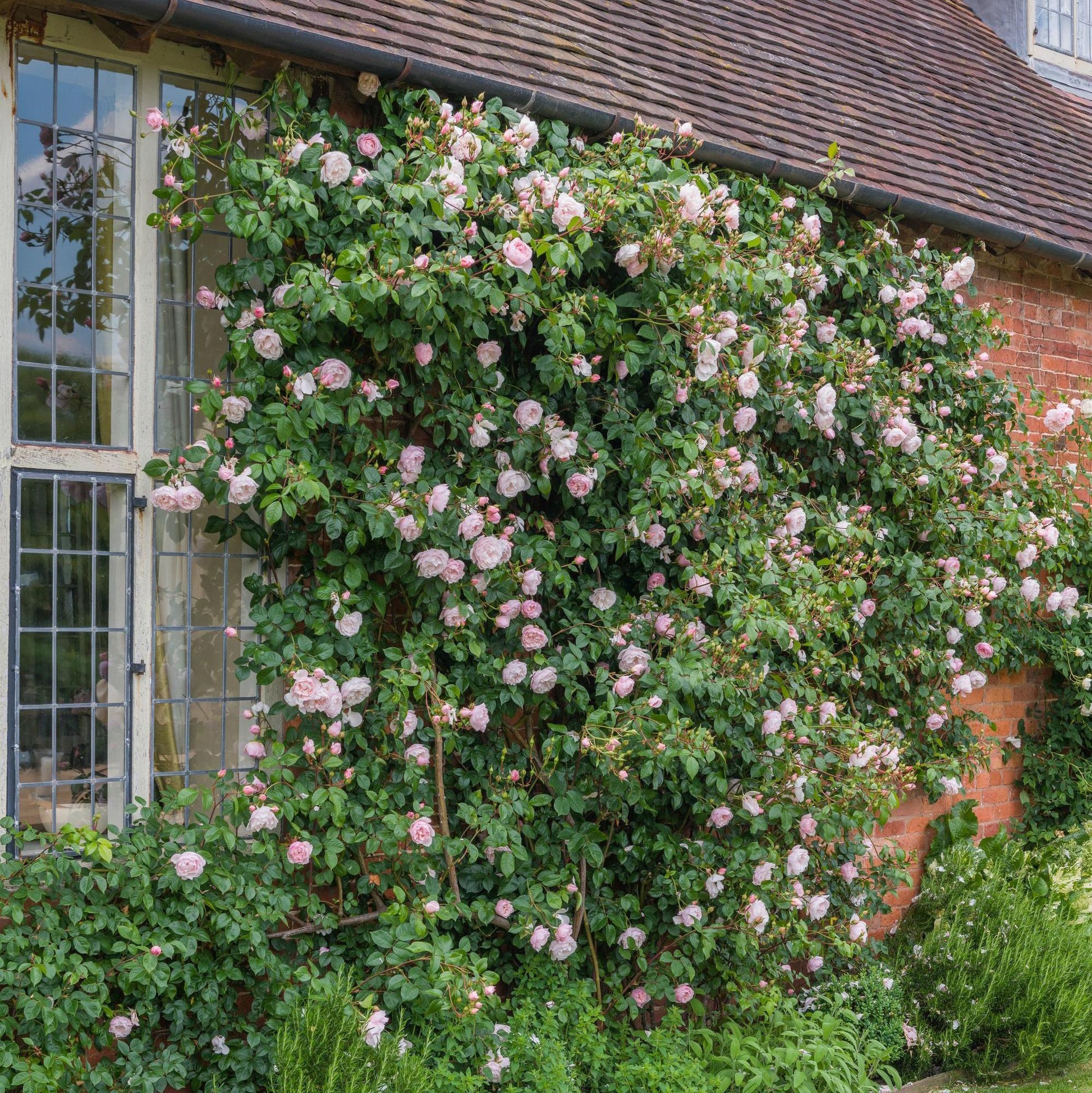 Rosa David Austin The Generous Gardener - View 15 from www redcrocus com