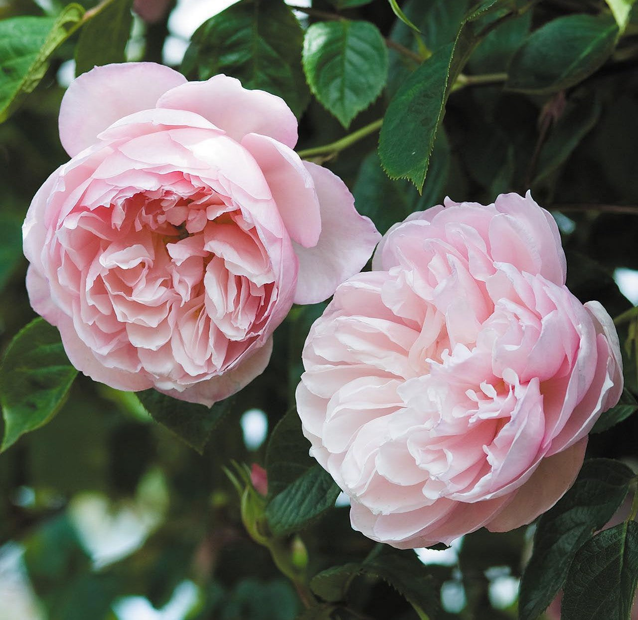 Rosa David Austin The Generous Gardener - View 16 from www redcrocus com