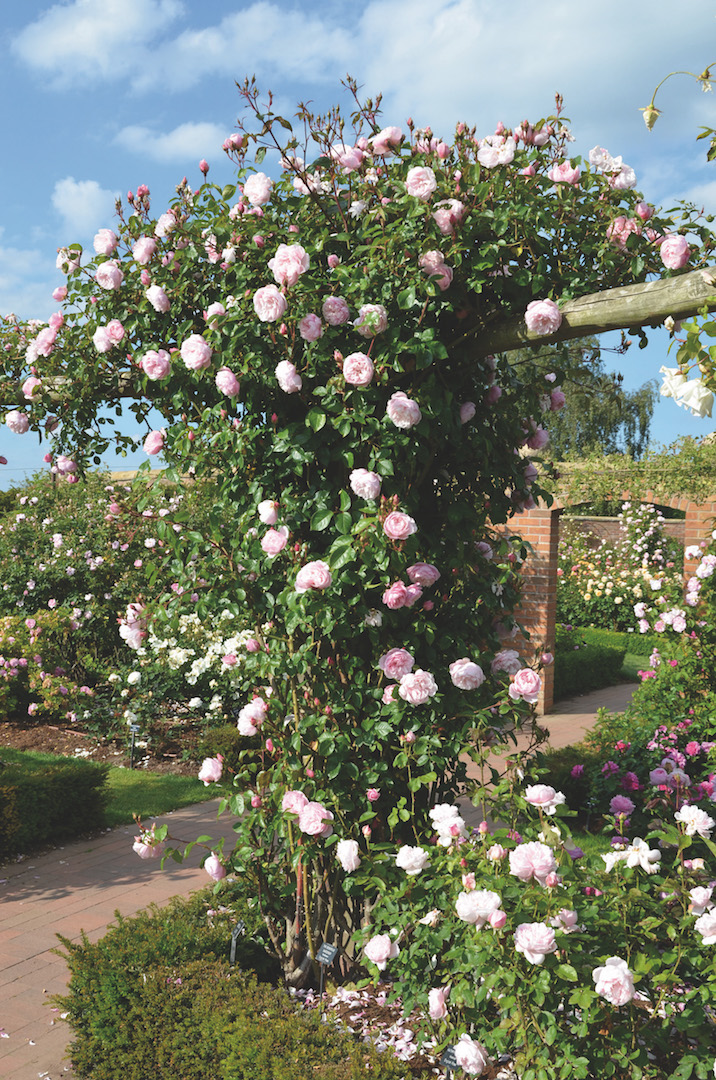 Rosa David Austin The Generous Gardener - View 16 from www redcrocus com