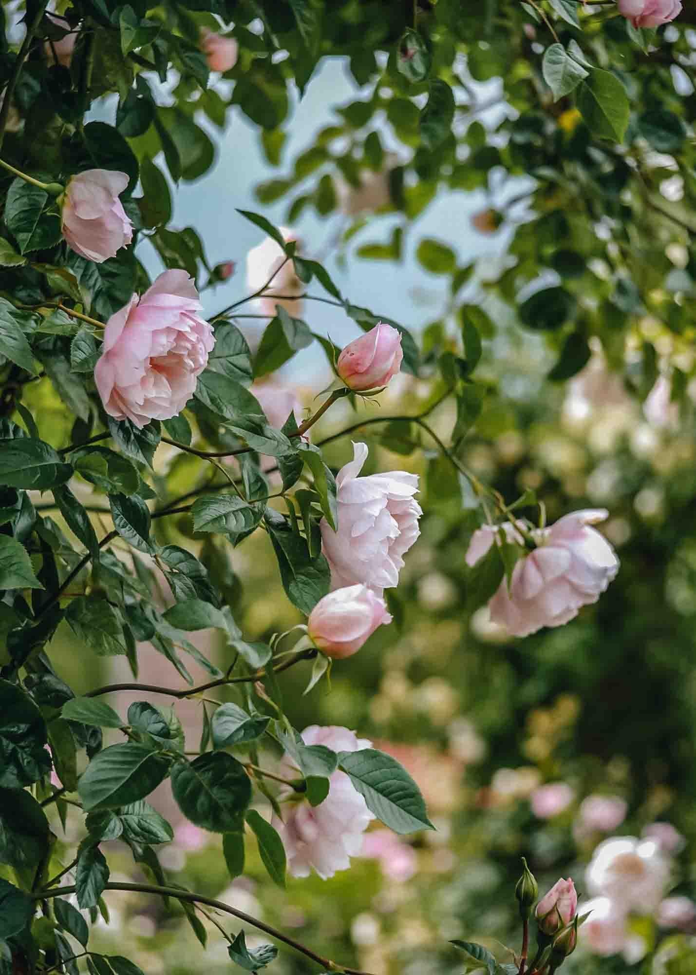 Rosa David Austin The Generous Gardener - View 18 from www redcrocus com