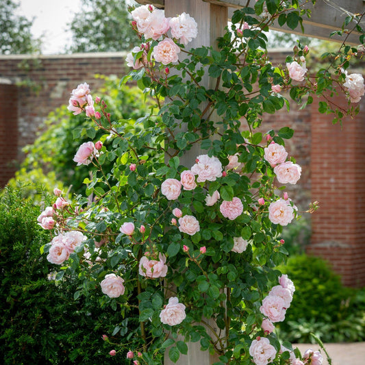 Rosa David Austin The Generous Gardener - View 1 from www redcrocus com