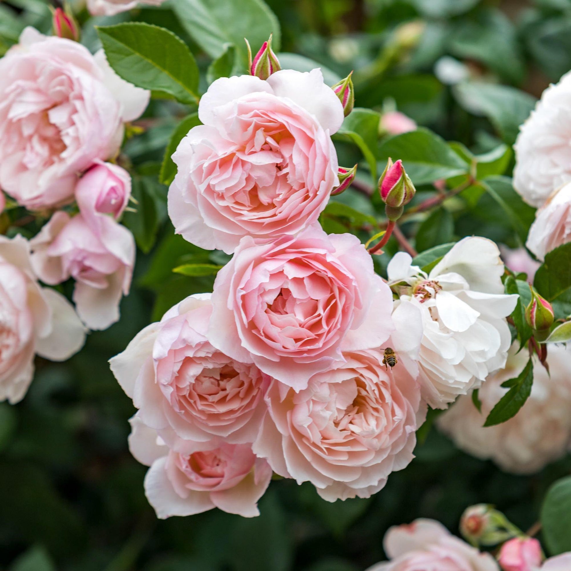 Rosa David Austin The Generous Gardener - View 2 from www redcrocus com