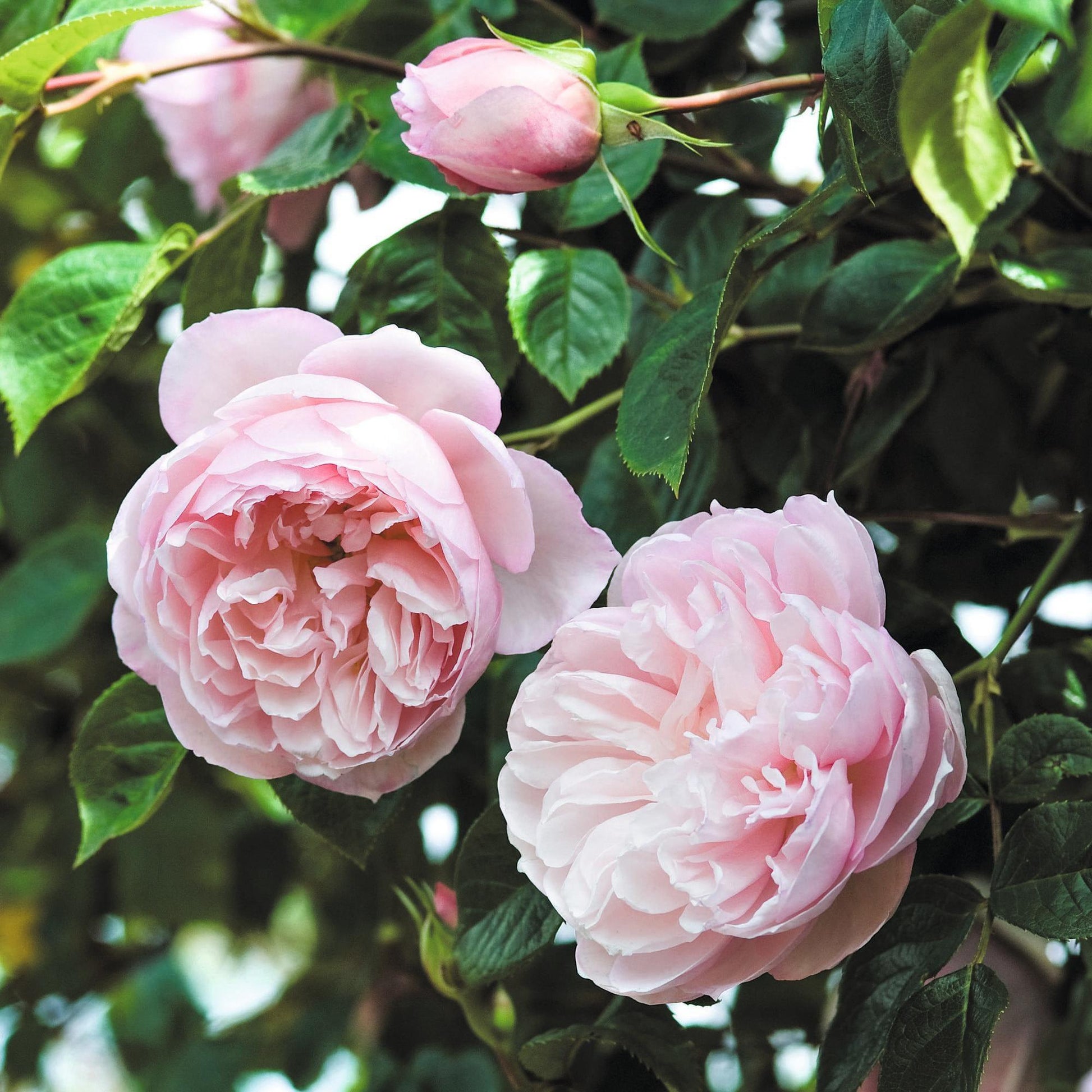 Rosa David Austin The Generous Gardener - View 3 from www redcrocus com