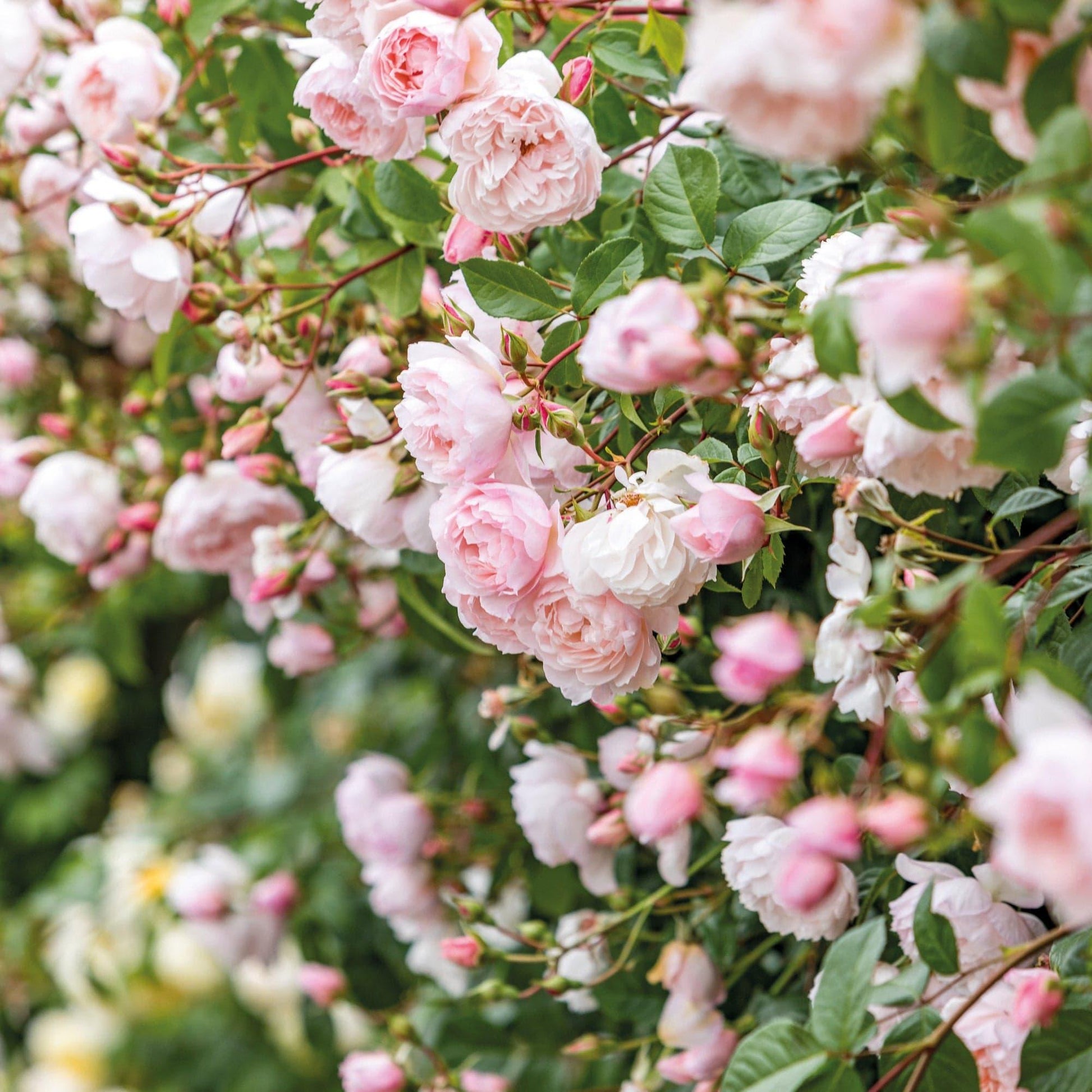 Rosa David Austin The Generous Gardener - View 4 from www redcrocus com