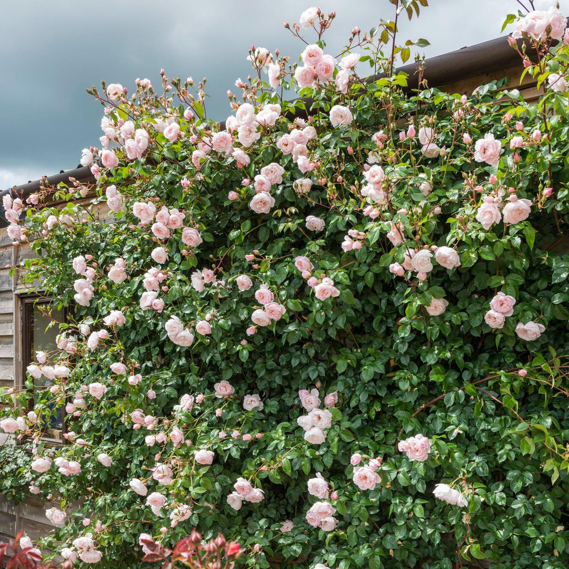 Rosa David Austin The Generous Gardener - View 5 from www redcrocus com