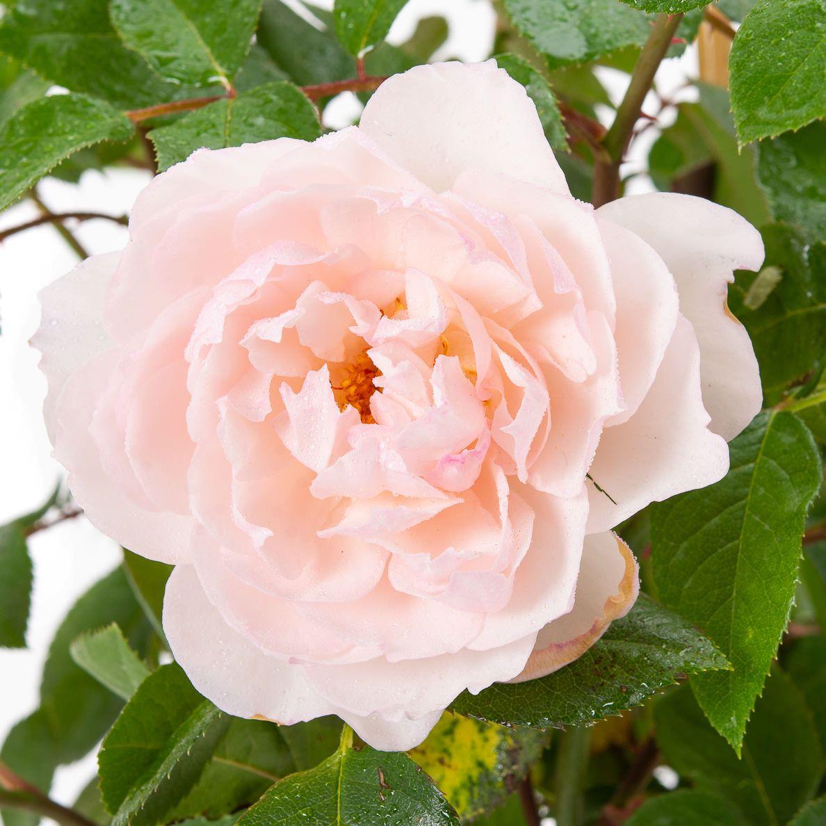Rosa David Austin The Generous Gardener - View 7 from www redcrocus com
