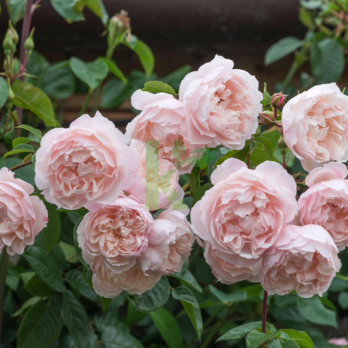 Rosa David Austin The Generous Gardener - View 8 from www redcrocus com