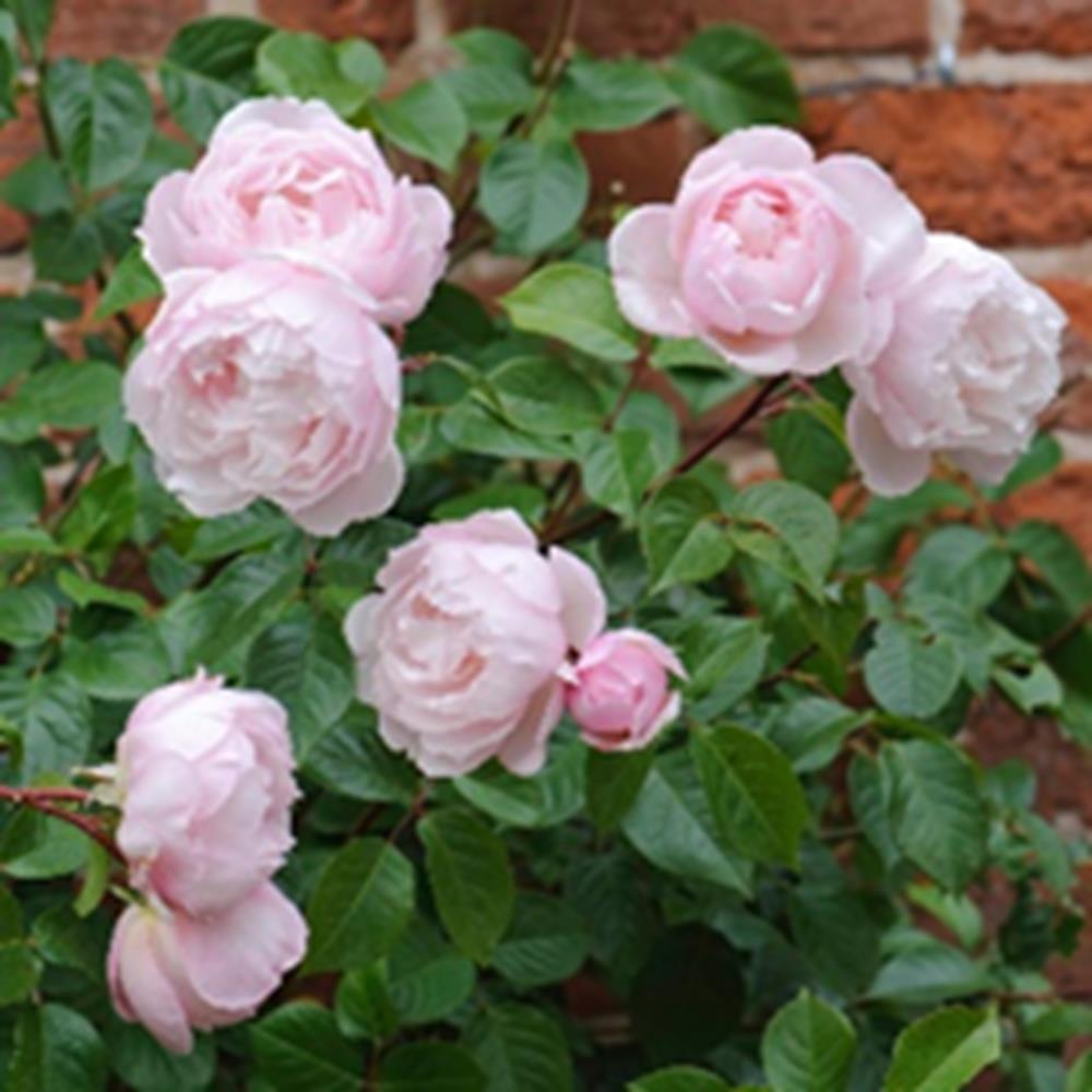 Rosa David Austin The Generous Gardener - View 9 from www redcrocus com