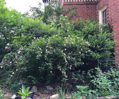 Rosa Landscape Carolina - View 10 from www redcrocus com
