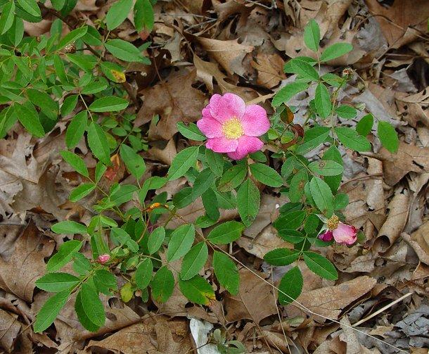 Rosa Landscape Carolina - View 11 from www redcrocus com