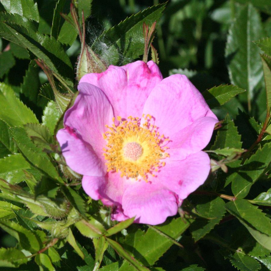 Rosa Landscape Carolina - View 12 from www redcrocus com
