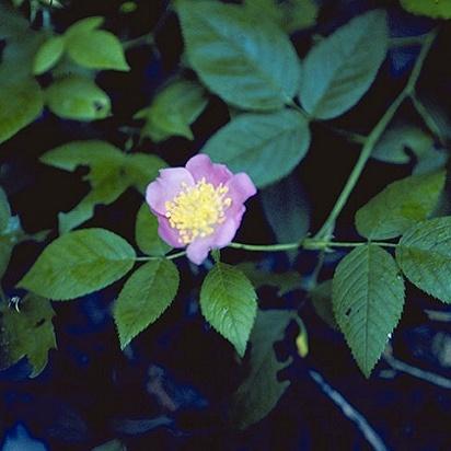 Rosa Landscape Carolina - View 13 from www redcrocus com
