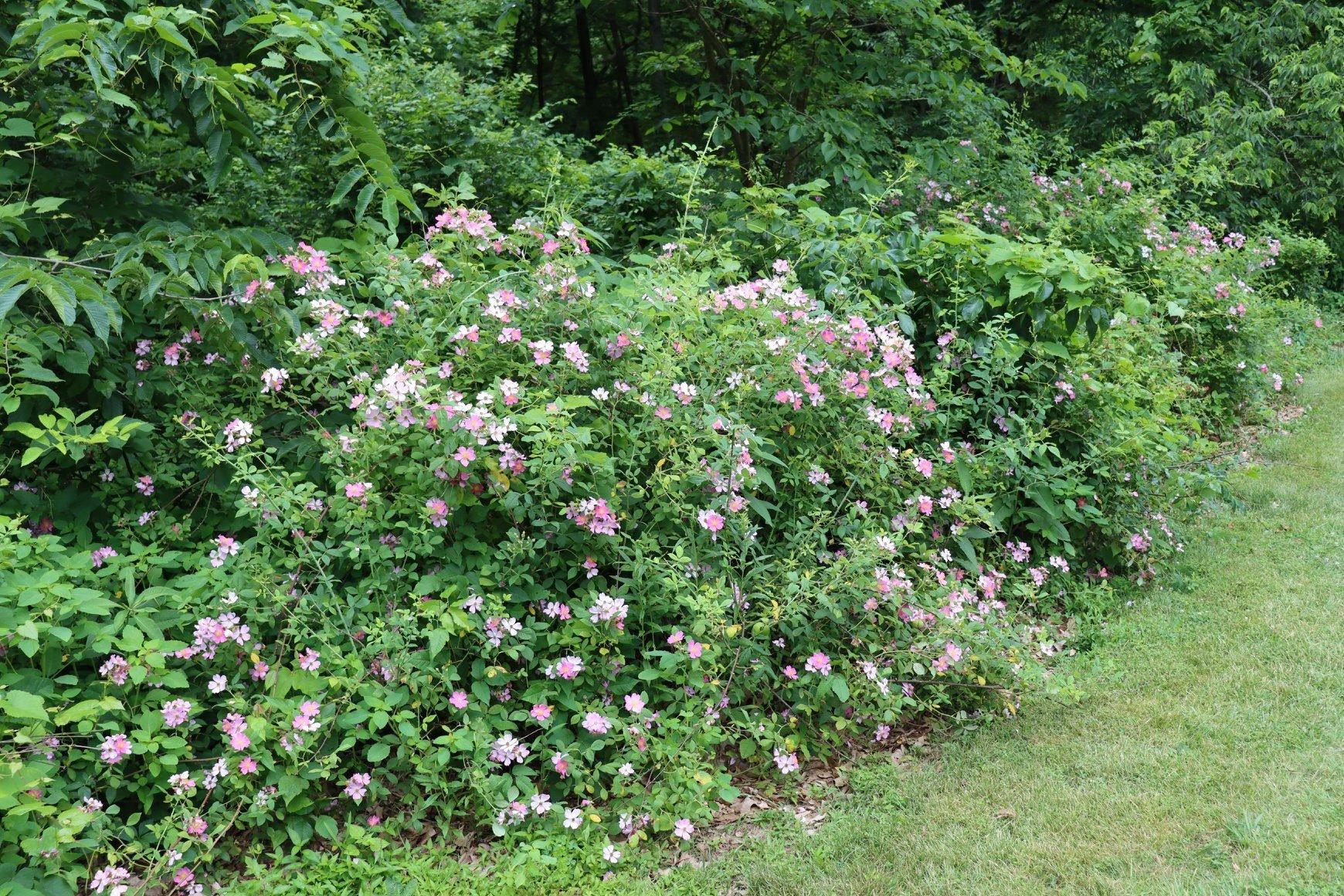 Rosa Landscape Carolina - View 14 from www redcrocus com