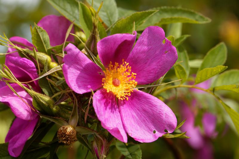 Rosa Landscape Carolina - View 16 from www redcrocus com