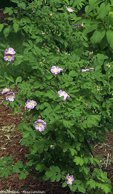 Rosa Landscape Carolina - View 17 from www redcrocus com