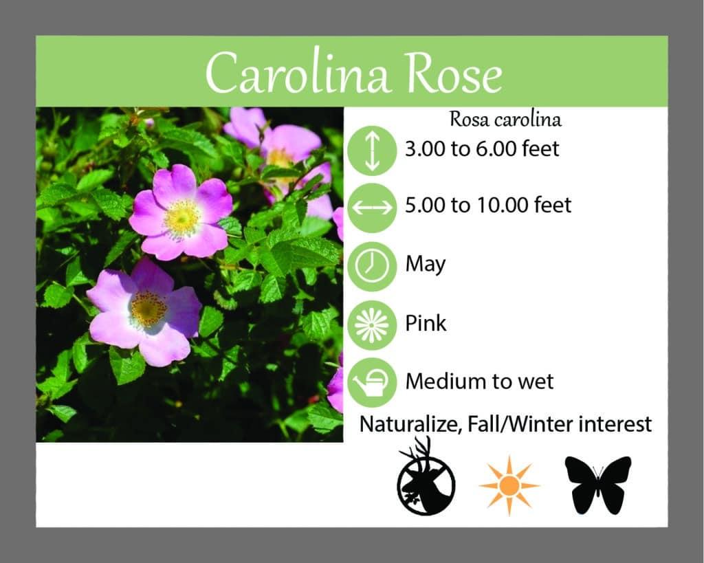 Rosa Landscape Carolina - View 18 from www redcrocus com