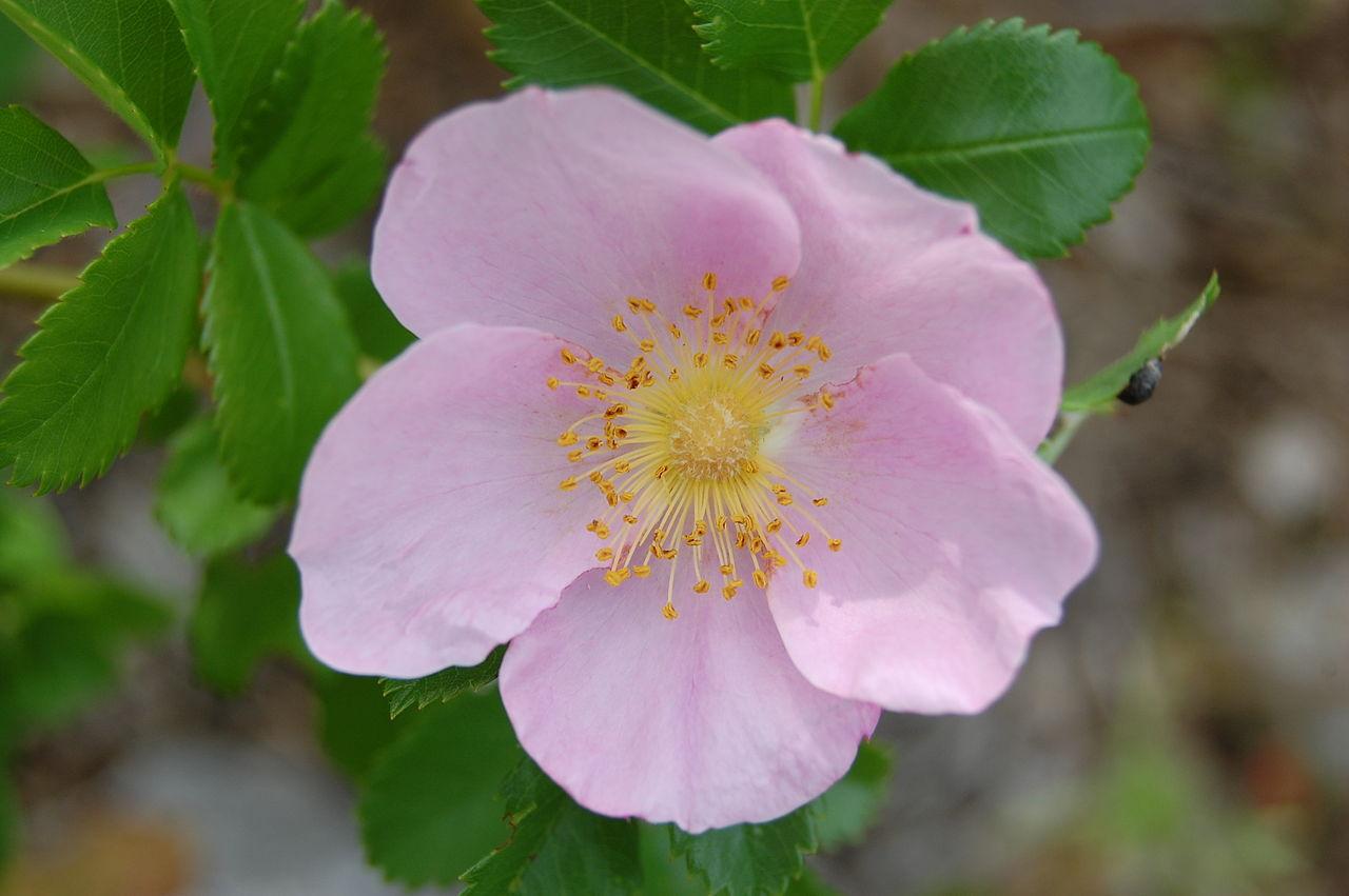 Rosa Landscape Carolina - View 19 from www redcrocus com