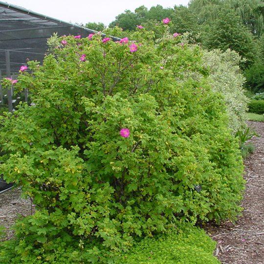 Rosa Landscape Carolina - View 1 from www redcrocus com