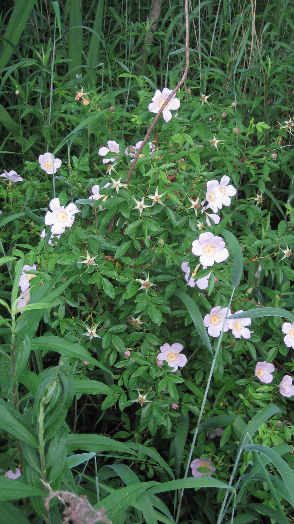 Rosa Landscape Carolina - View 20 from www redcrocus com