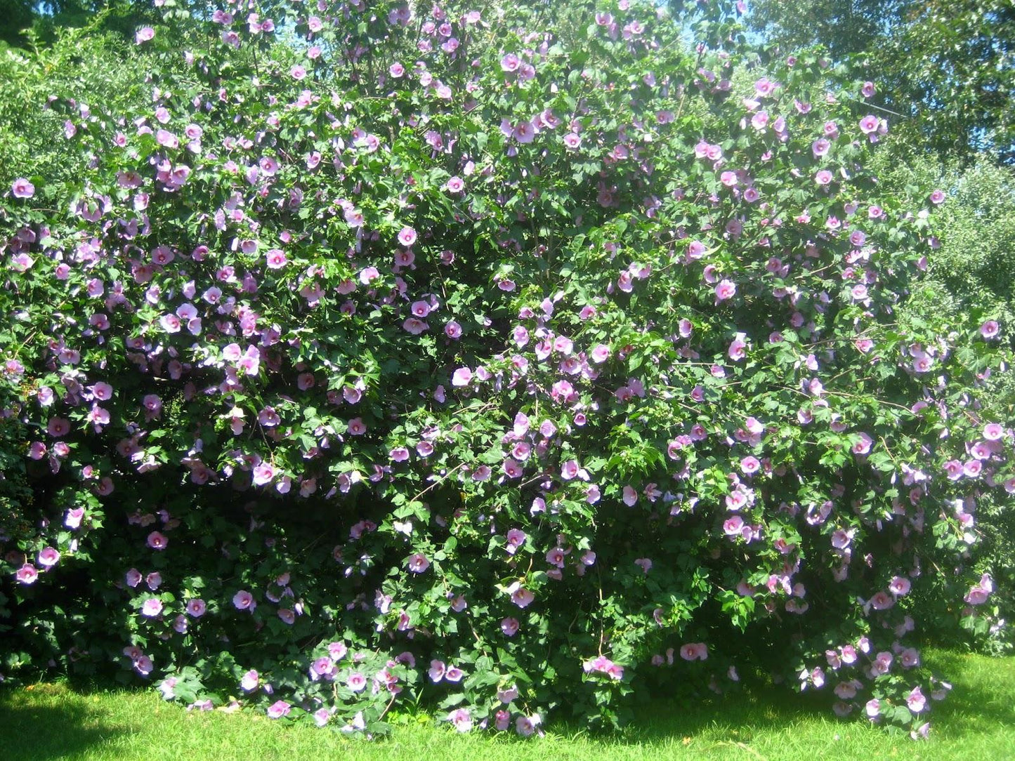 Rosa Landscape Carolina - View 2 from www redcrocus com