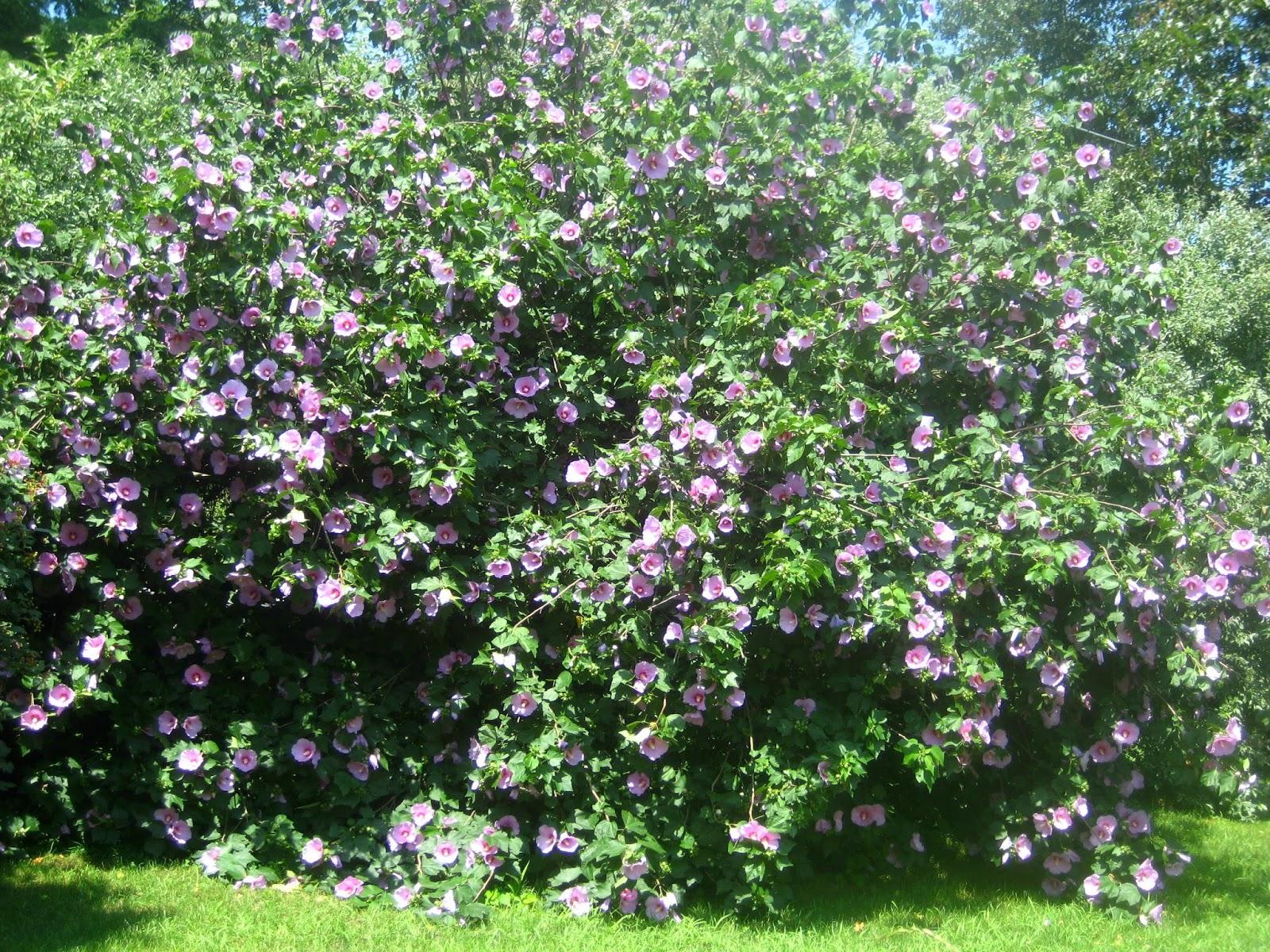 Rosa Landscape Carolina - View 2 from www redcrocus com