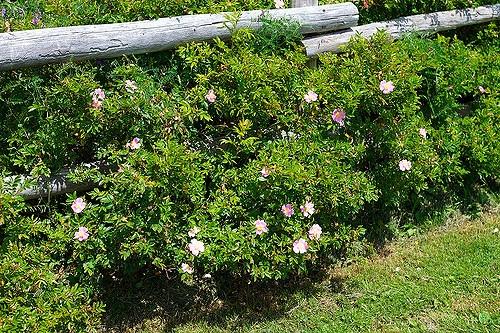 Rosa Landscape Carolina - View 3 from www redcrocus com