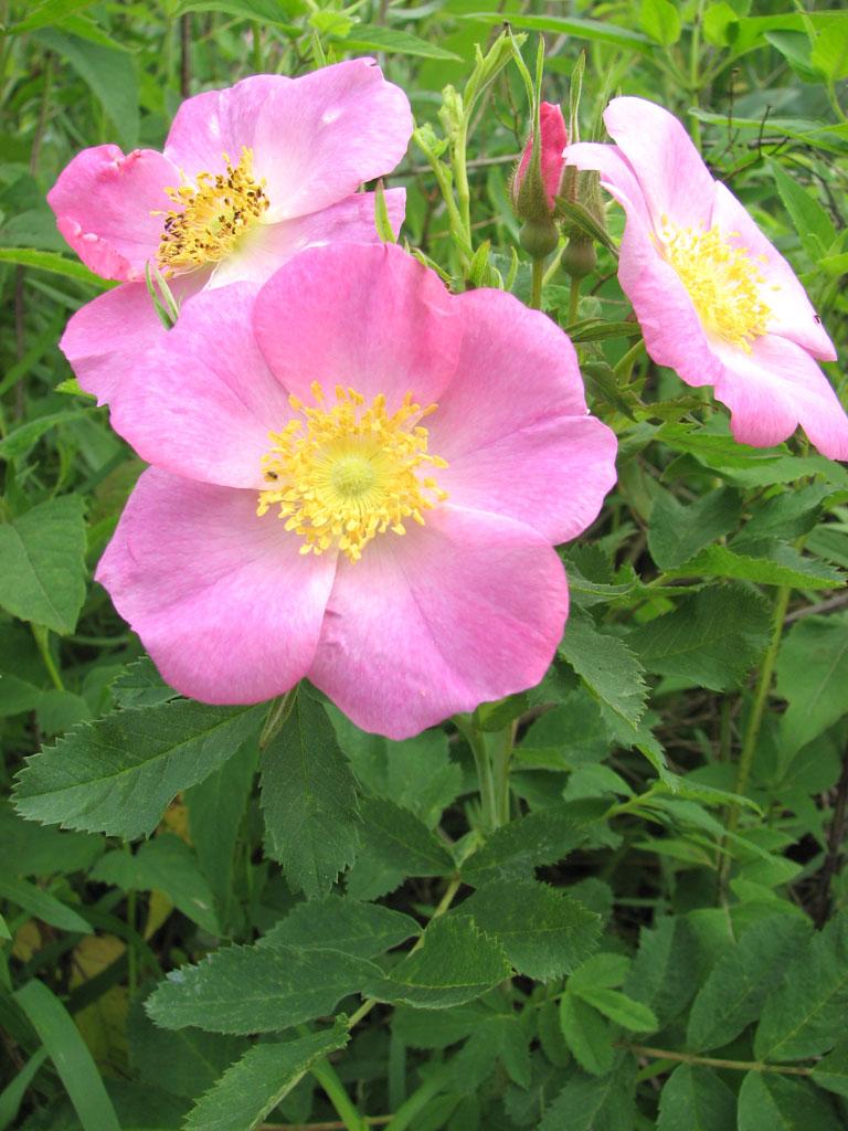 Rosa Landscape Carolina - View 4 from www redcrocus com