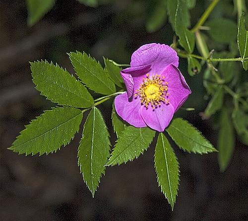 Rosa Landscape Carolina - View 5 from www redcrocus com