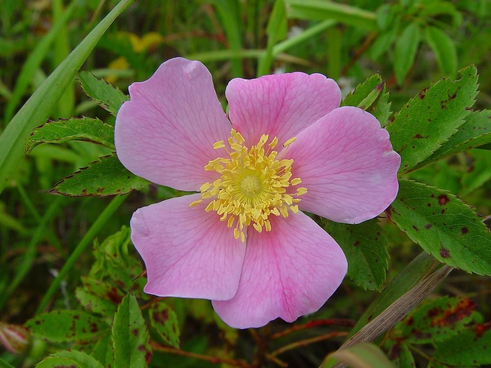 Rosa Landscape Carolina - View 7 from www redcrocus com