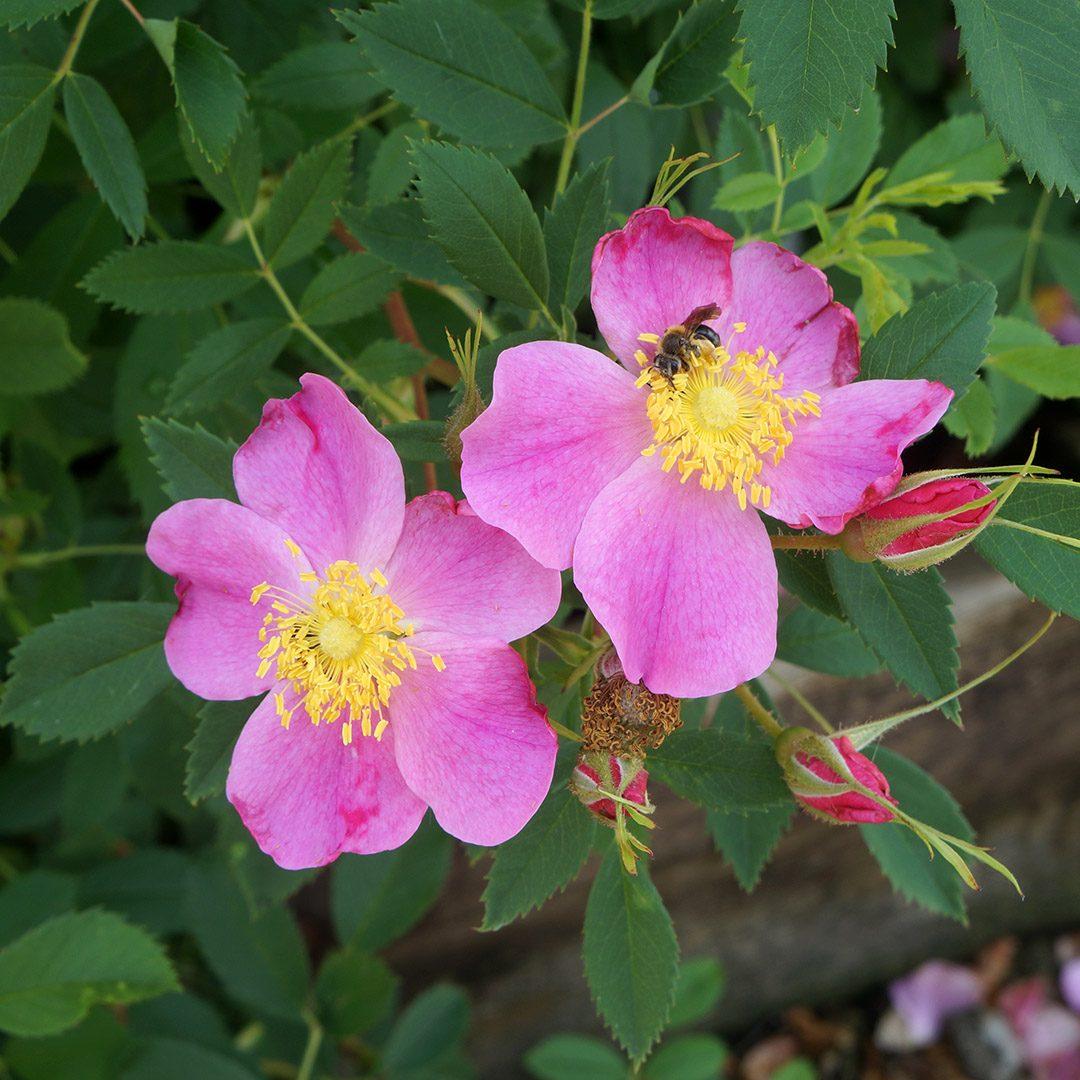 Rosa Landscape Carolina - View 8 from www redcrocus com